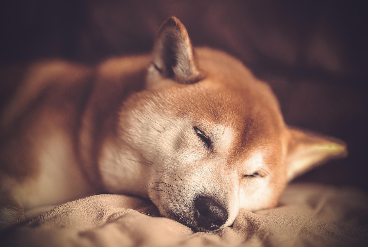 Hond